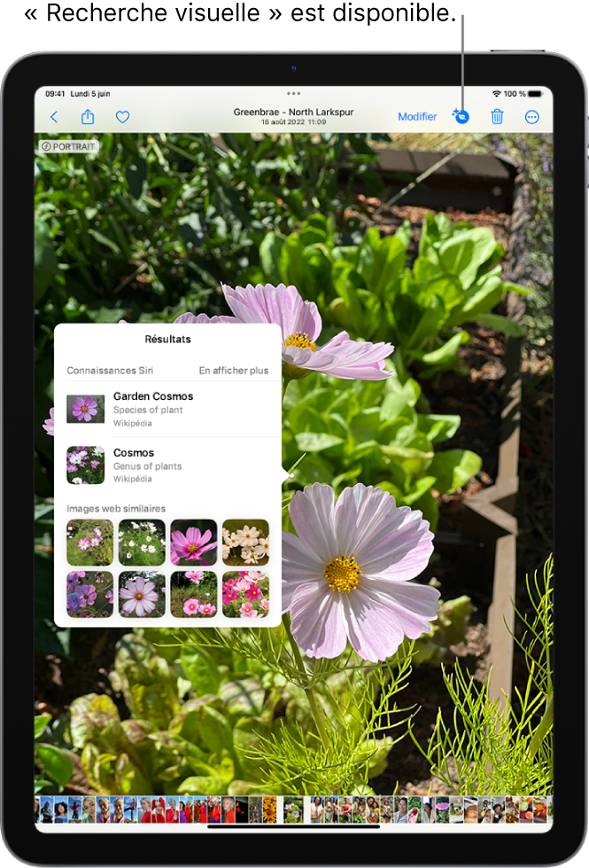 Une photo est ouverte dans l’app Photos. En haut de l’écran, le bouton Infos affiche une icône indiquant que des informations Recherche visuelle sont disponibles. Le bouton est sélectionné et les résultats Recherche visuelle apparaissent à l’écran.