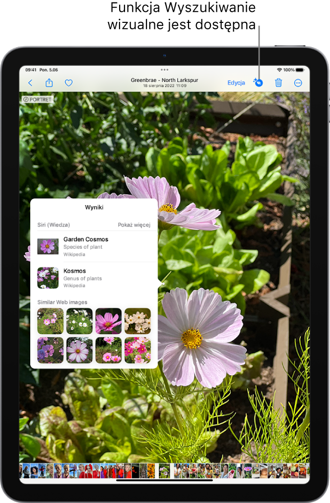Zdjęcie w aplikacji Zdjęcia. Na górze ekranu widoczny jest przycisk Informacje z oznaczeniem, że dostępne są informacje funkcji wyszukiwania wizualnego. Przycisk ten jest zaznaczony. Na ekranie wyświetlane są wyniki wyszukiwania wizualnego.