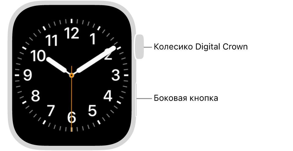 Лицевая сторона Apple Watch. Справа вверху показано колесико Digital Crown, а справа внизу — боковая кнопка.