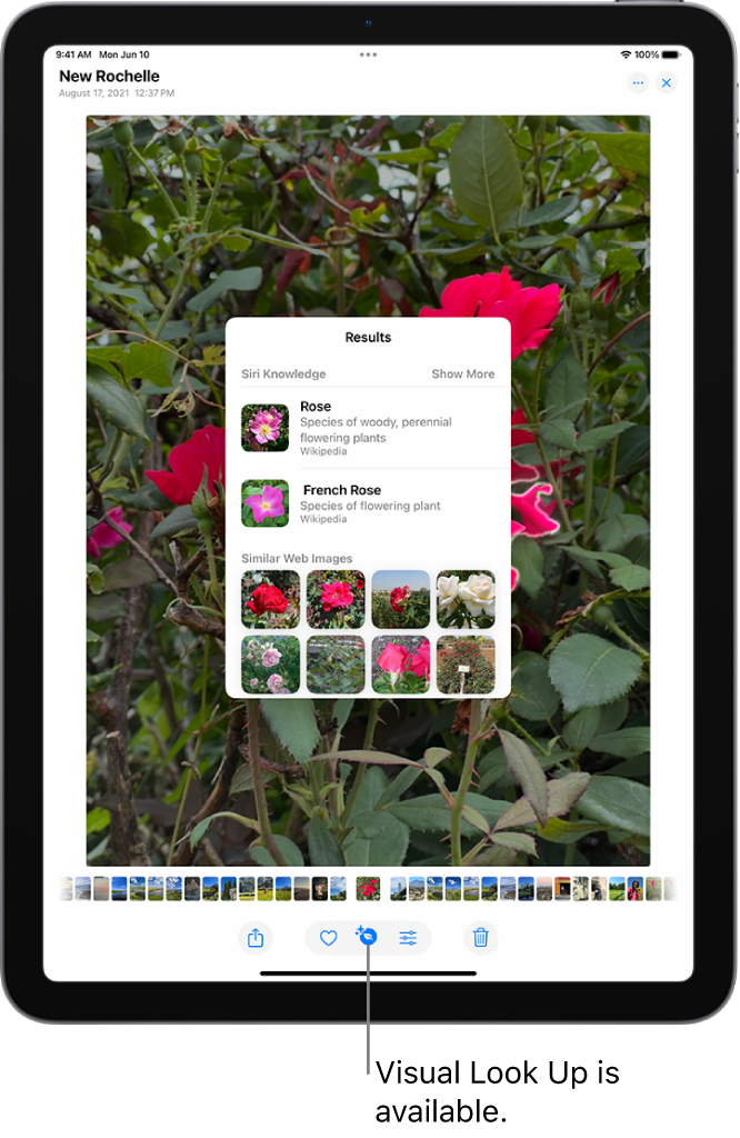 A photo is open in the Photos app library. At the top of the screen, the Info button displays an icon indicating that Visual Look Up information is available. The button is selected and the Visual Look Up results appear on the screen.