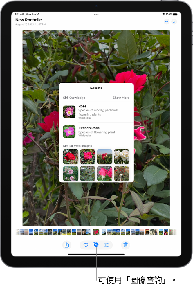 「照片」App 圖庫中的一張照片打開。螢幕最上方的「資訊」按鈕顯示一個圖像，表示「圖像查詢」資訊可供取用。已選取按鈕，且「圖像查詢」結果顯示在螢幕上。