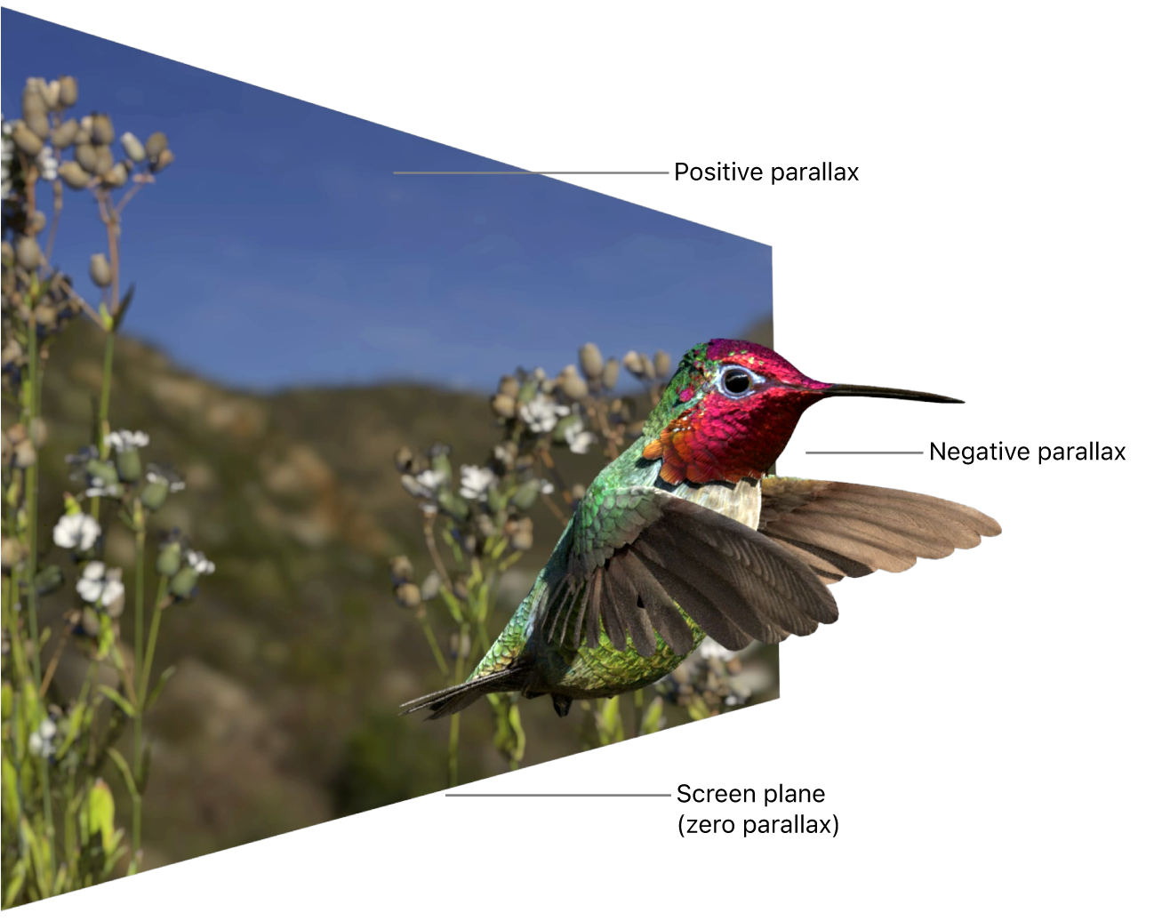 Una escena de vídeo estéreo con un colibrí en el fondo, varias plantas en el medio y montañas al fondo. El colibrí aparece en la parte delantera de la pantalla, ejemplo de paralaje negativo. Las montañas parecen estar situadas al fondo de la pantalla, ejemplo de paralaje positivo. Las plantas aparecen alineadas con el plano de la pantalla, ejemplo de cero paralaje.