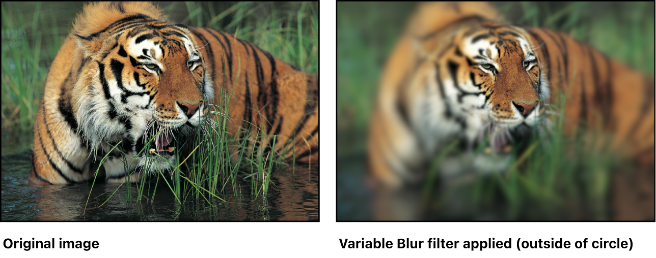 Canvas showing effect of Variable Blur filter