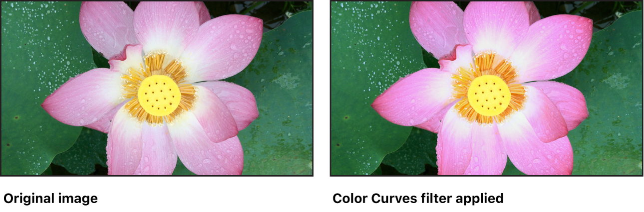 Canvas showing effect of Color Curves filter