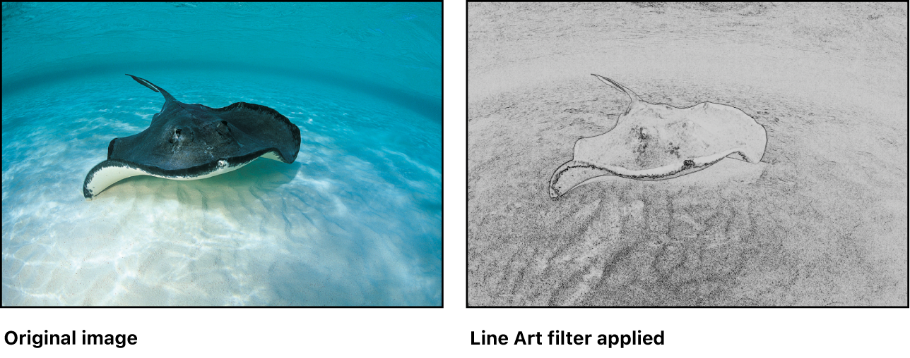 Canvas showing effect of Line Art filter