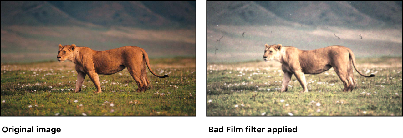 Canvas showing effect of Bad Film filter