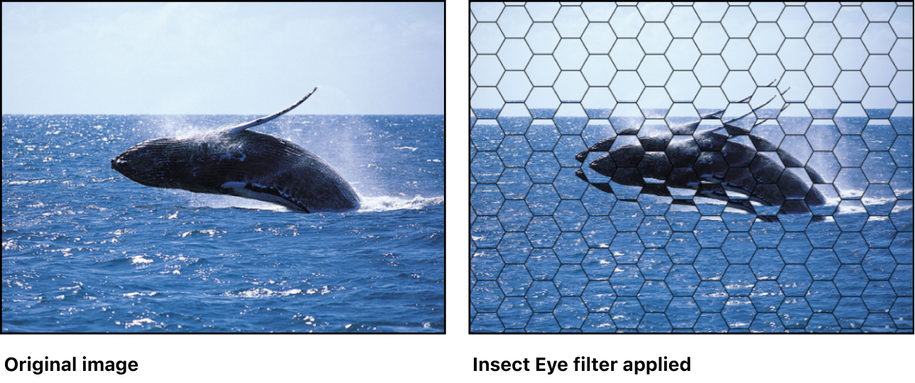 Canvas showing effect of Insect Eye filter