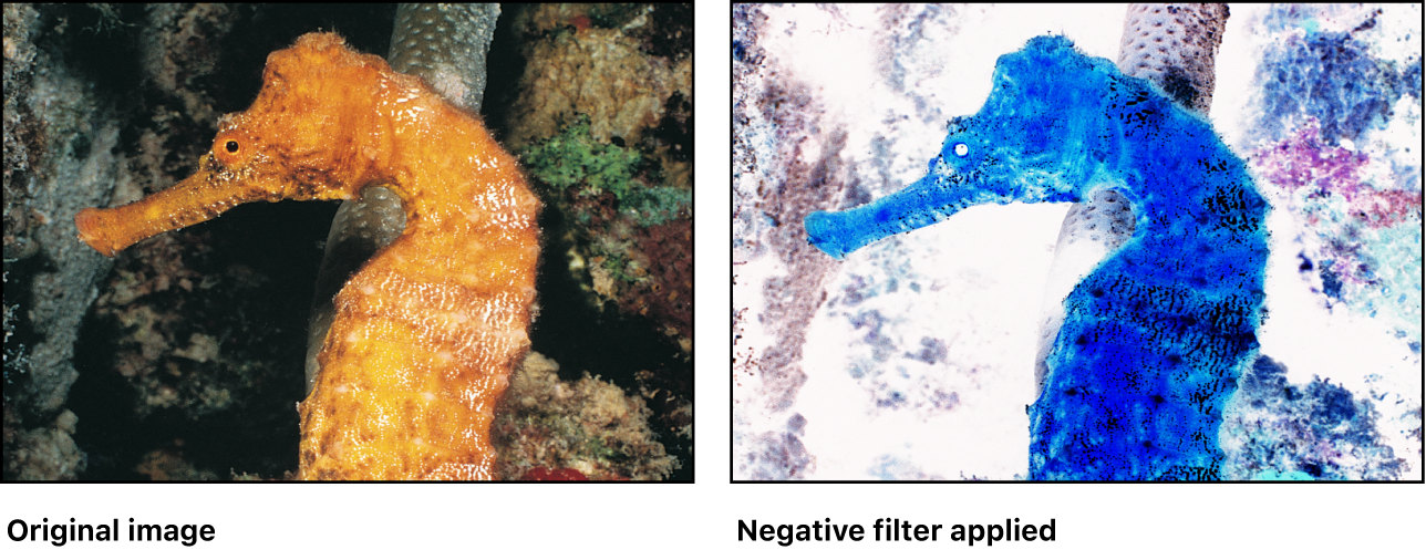 Canvas showing effect of Invert filter