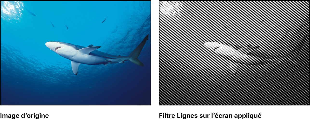 Canevas affichant l’effet du filtre Lignes sur l’écran