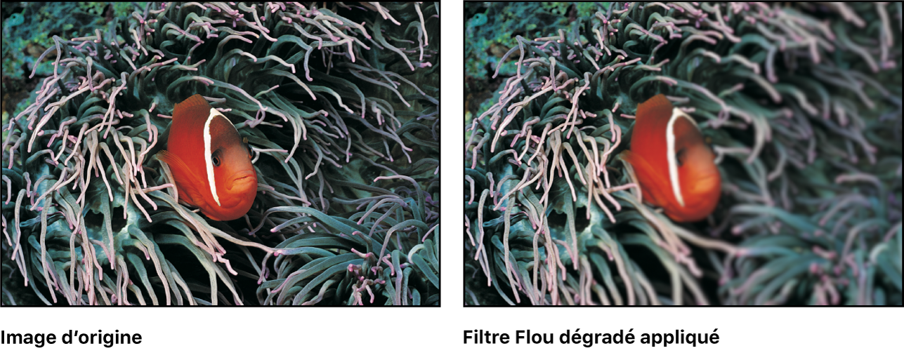 Canevas affichant l’effet du filtre Flou dégradé