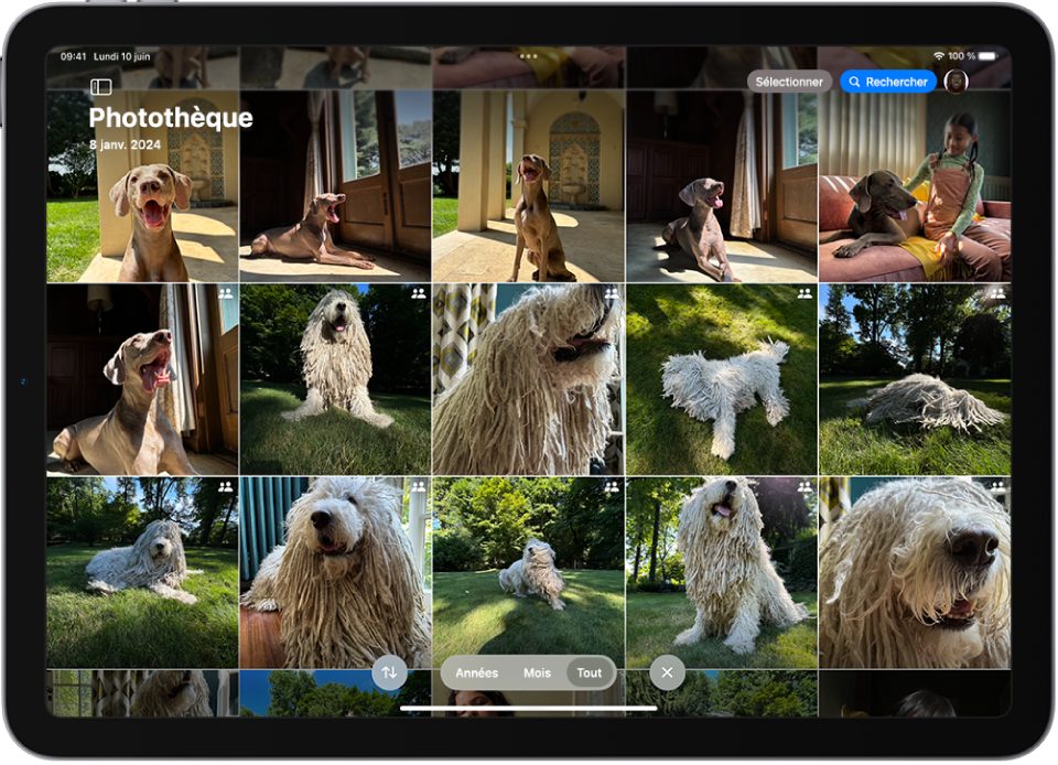 Un écran montrant une photothèque iCloud avec des photos de chiens de compagnie.