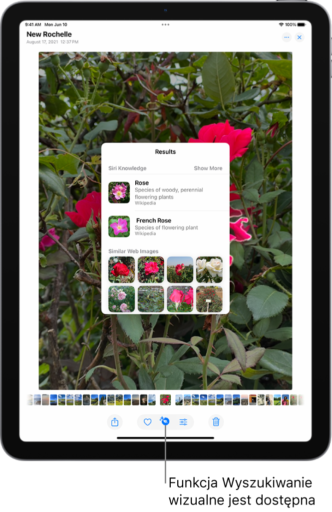Zdjęcie w aplikacji Zdjęcia. Na dole ekranu widoczny jest przycisk Informacje z oznaczeniem, że dostępne są informacje funkcji wyszukiwania wizualnego. Przycisk ten jest zaznaczony. Na ekranie wyświetlane są wyniki wyszukiwania wizualnego.