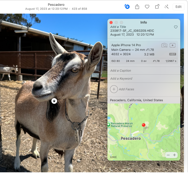 A photo of a goat with the Info window open beside it. A Visual Look Up icon appears on the goat.