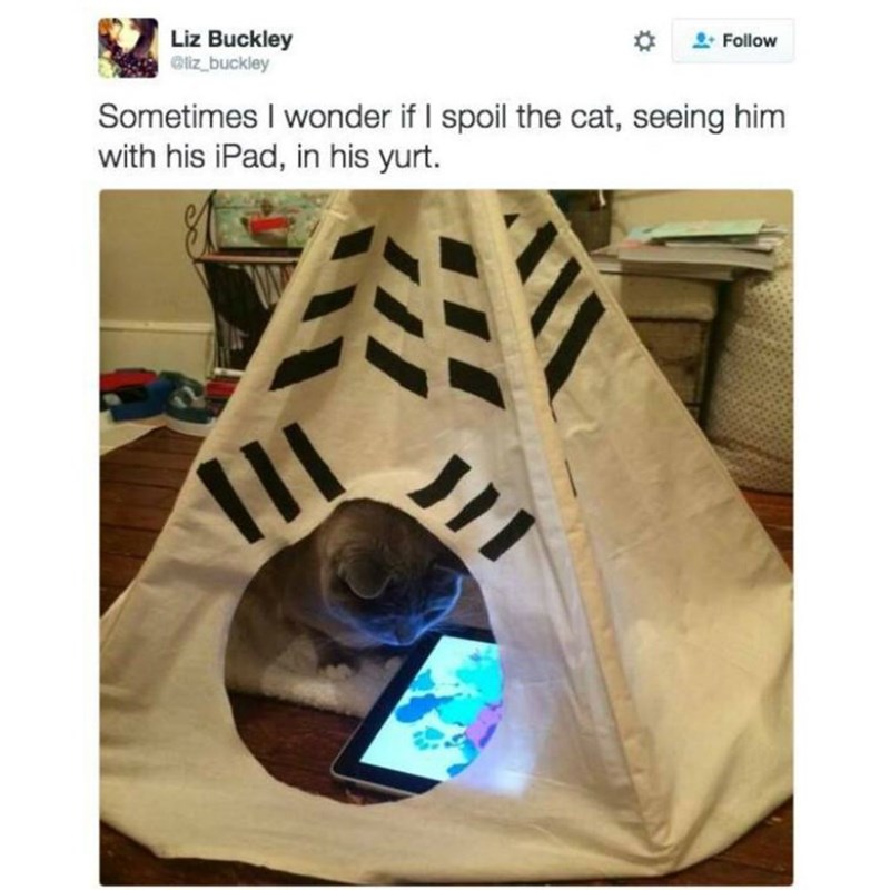 cat memes - 9380376576