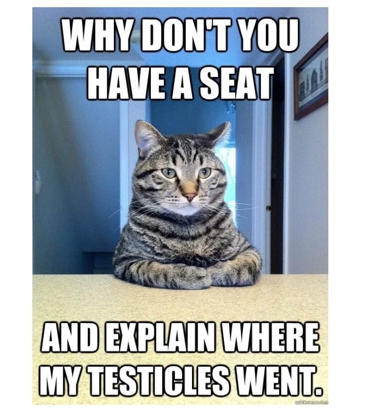 funny cat memes - 9380386816