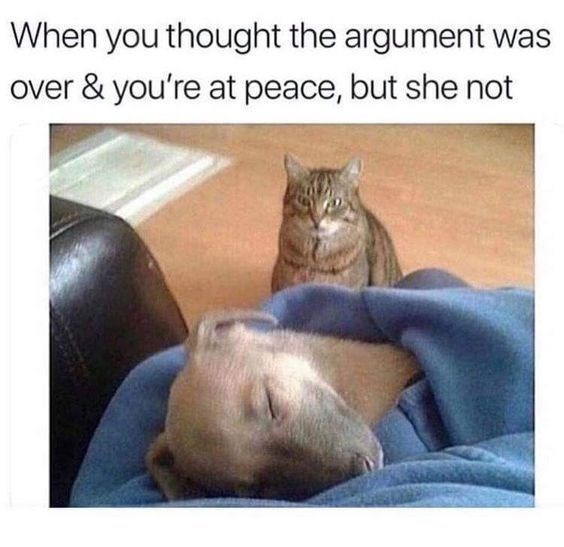 cat memes - 9382007808