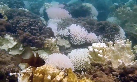 Lord Howe Island: bleaching revealed on world's most southern coral reef – video