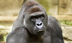 Harambe, the gorilla shot at Cincinnati zoo to protect a three-year-old boy who had entered its enclosure.