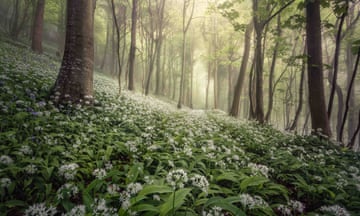 Woolland Woods - Overall Winner by Chris Frost