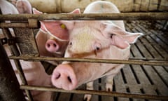 Pigs behind the bars of a pig farm in  Buenos Aires