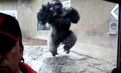 Large silverback gorilla tries to attack zoo visitor through glass