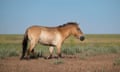 A stocky beige-coloured horse with an erect mane standing on a open grassy plain