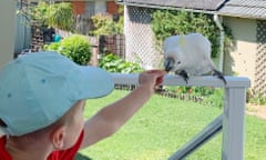 Kids bird of the year column. Seven-year-old Louis feeding a cockatoo.