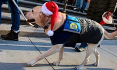 A dog in a Santa hat being walked