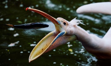 A pelican eats a fish