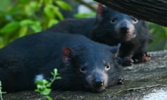 Tasmanian devils