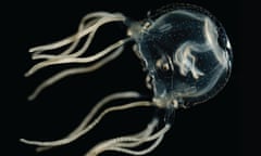 Caribbean box jellyfish