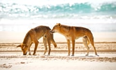 Two dingoes on K’gari