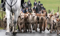 Pack of hounds at hunt
