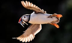 An Atlantic Puffin flies with sand eels in its beek in the late evening light on the island of Skomer, Pembrokeshire, Wales, Britain July 25, 2018. Picture taken July 25, 2018. REUTERS/Rebecca Naden TPX IMAGES OF THE DAY