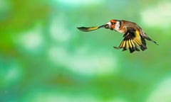 Goldfinch in flight