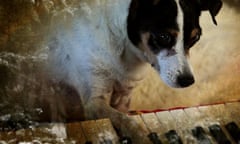 Dog plays a keyboard in Laurie Anderson's documentary Heart of a Dog