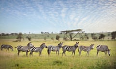 Zebras in Tanzania