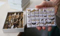 Moth and butterfly samples from Guanacaste conservation area in north-west Costa Rica.