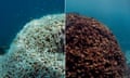 For use with reef immersive, 7 June 2016: Dying and dead coral after bleaching at Lizard Island, north of Cooktown, on Australia's Great Barrier Reef. The image on the left from March 2016 is the coral after bleaching, the one on the right from May 2016 shows it after it has died and been blanketed by seaweed