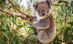 Koala in a gum tree. Eyre Peninsula