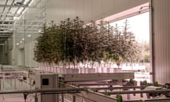 Cannabis plants at Glass Pharms’ £20m production facility