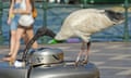 The natural home of the ibis is the wetlands of the Murray-Darling basin, but it thrives and survives in big cities now.