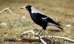 An Australian magpie