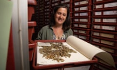 Botanical Illustrator Lesley Elkan. Staff at Sydney’s herbarium have uncovered previously unseen historical specimens and botanical illustrations as they digitise the collection