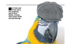Macaw wearing a cap