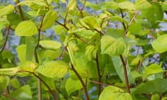 Japanese Knotweed (Fallopia japonica) foliage in Summer