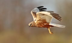 A marsh harrier at Wild Ken Hill on the Norfolk coast