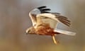 A marsh harrier