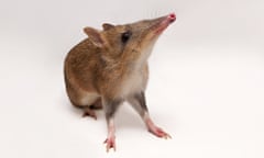 eastern barred bandicoot