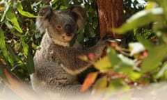 A koala sits in a tree